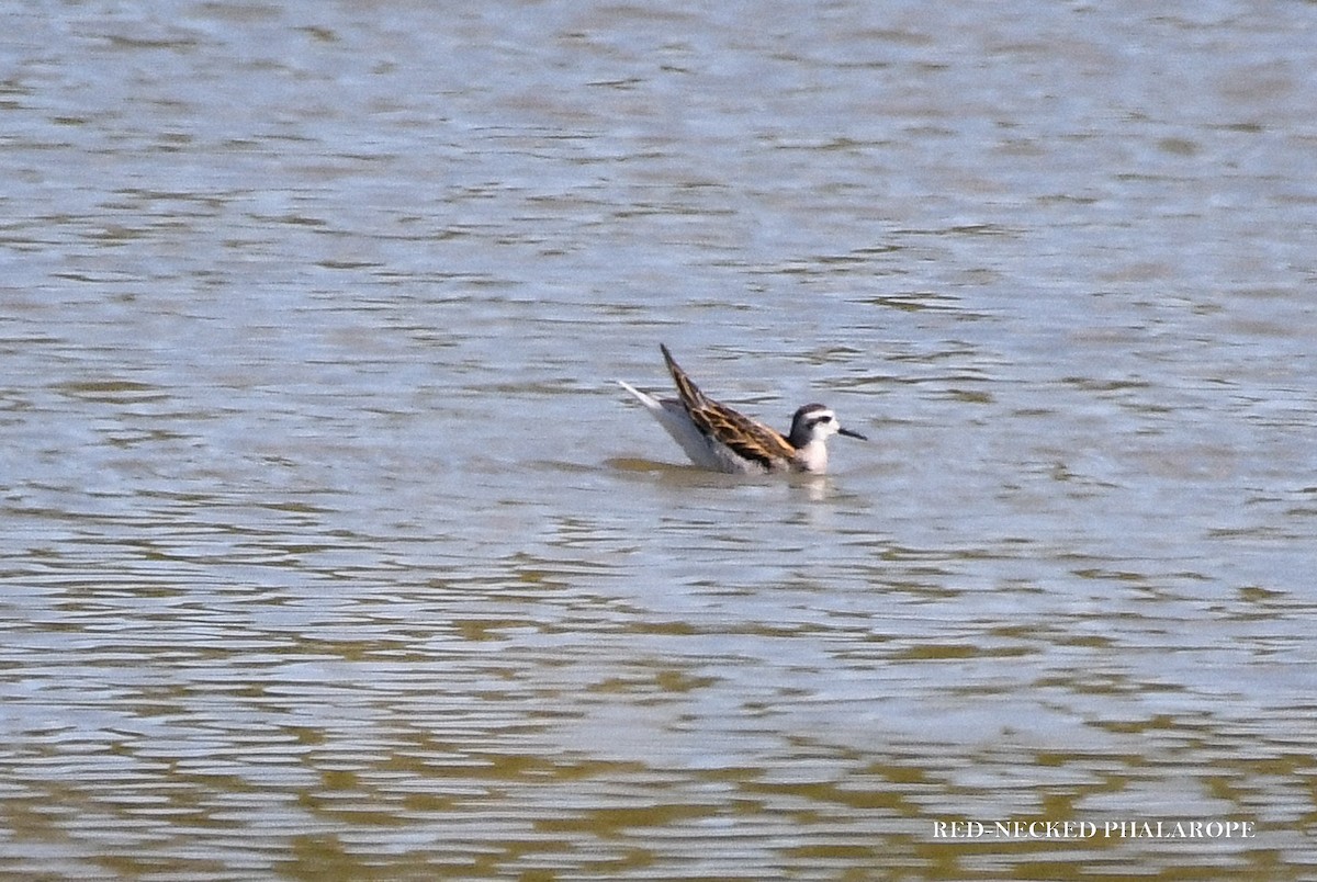 Red-necked Phalarope - ML639974863