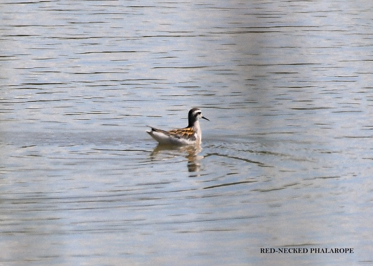 Red-necked Phalarope - ML639974864