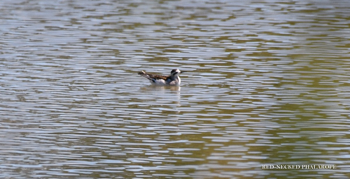 Red-necked Phalarope - ML639974865