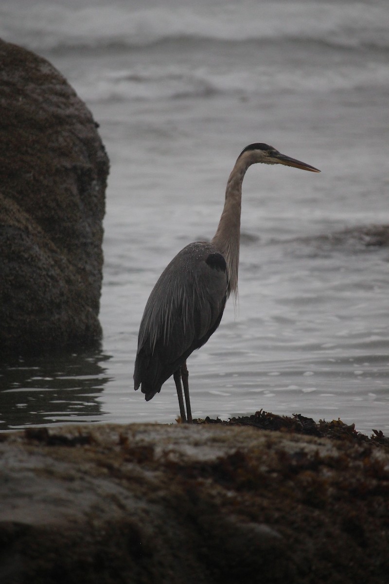 Great Blue Heron - ML639974867