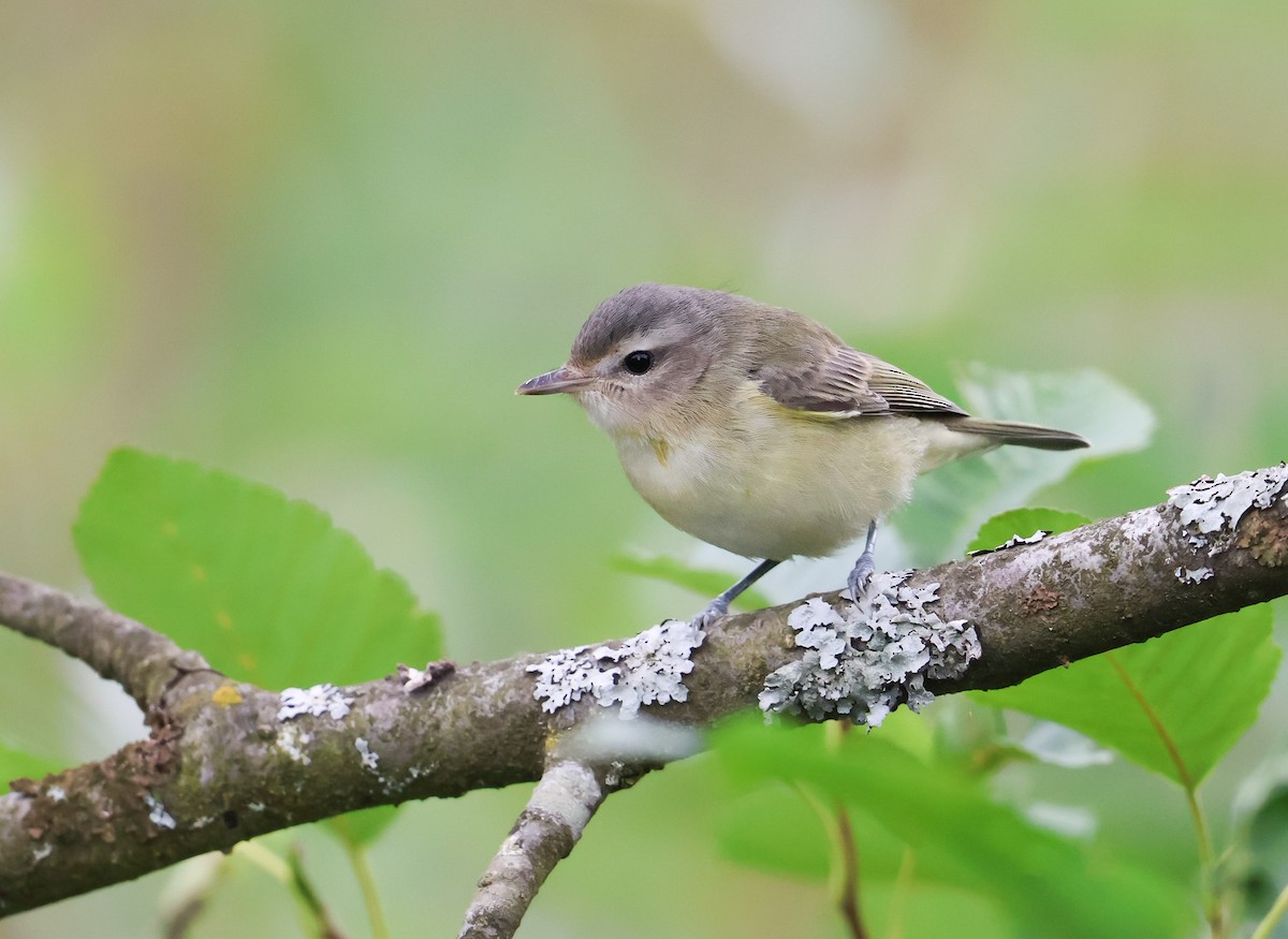 Western Warbling Vireo - ML639974907
