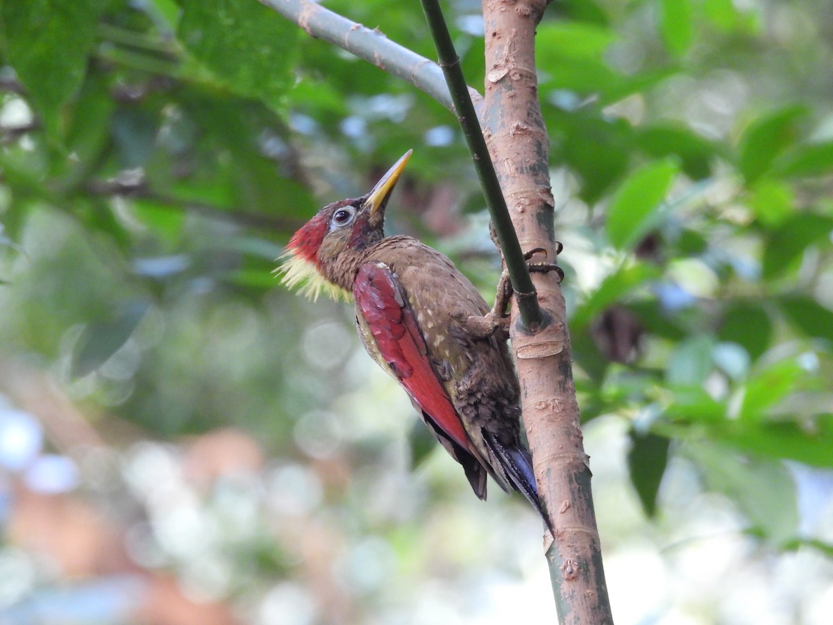 Crimson-winged Woodpecker - ML639974951