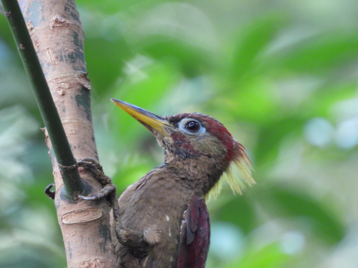 Crimson-winged Woodpecker - ML639974952