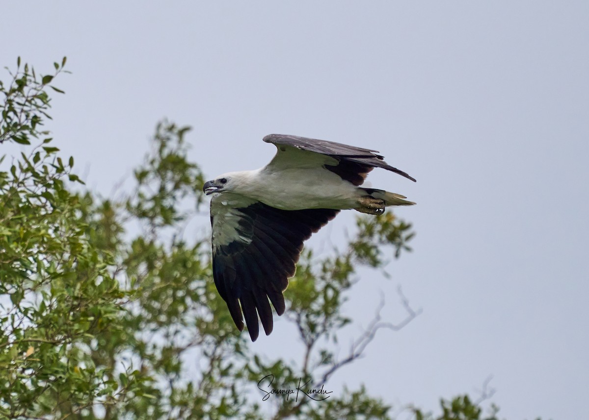 White-bellied Sea-Eagle - ML639974960