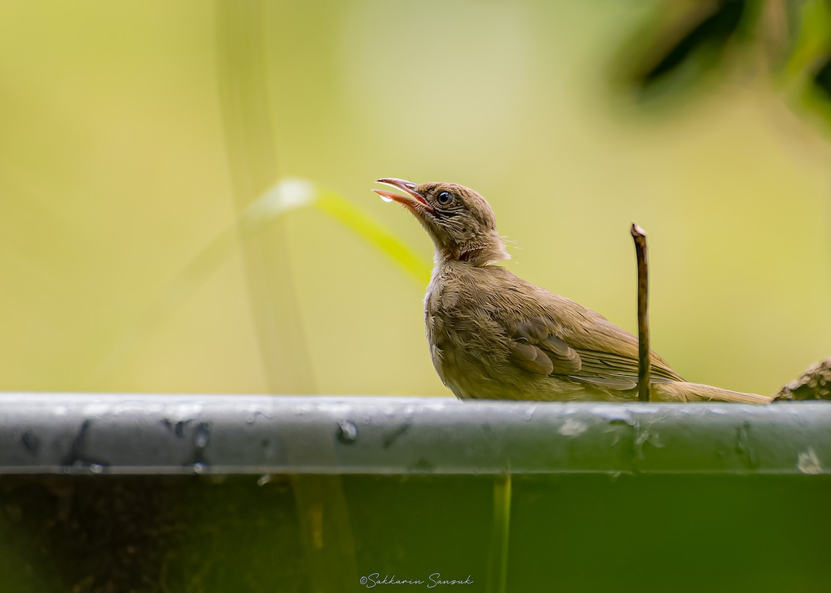 Streak-eared Bulbul - ML639974982
