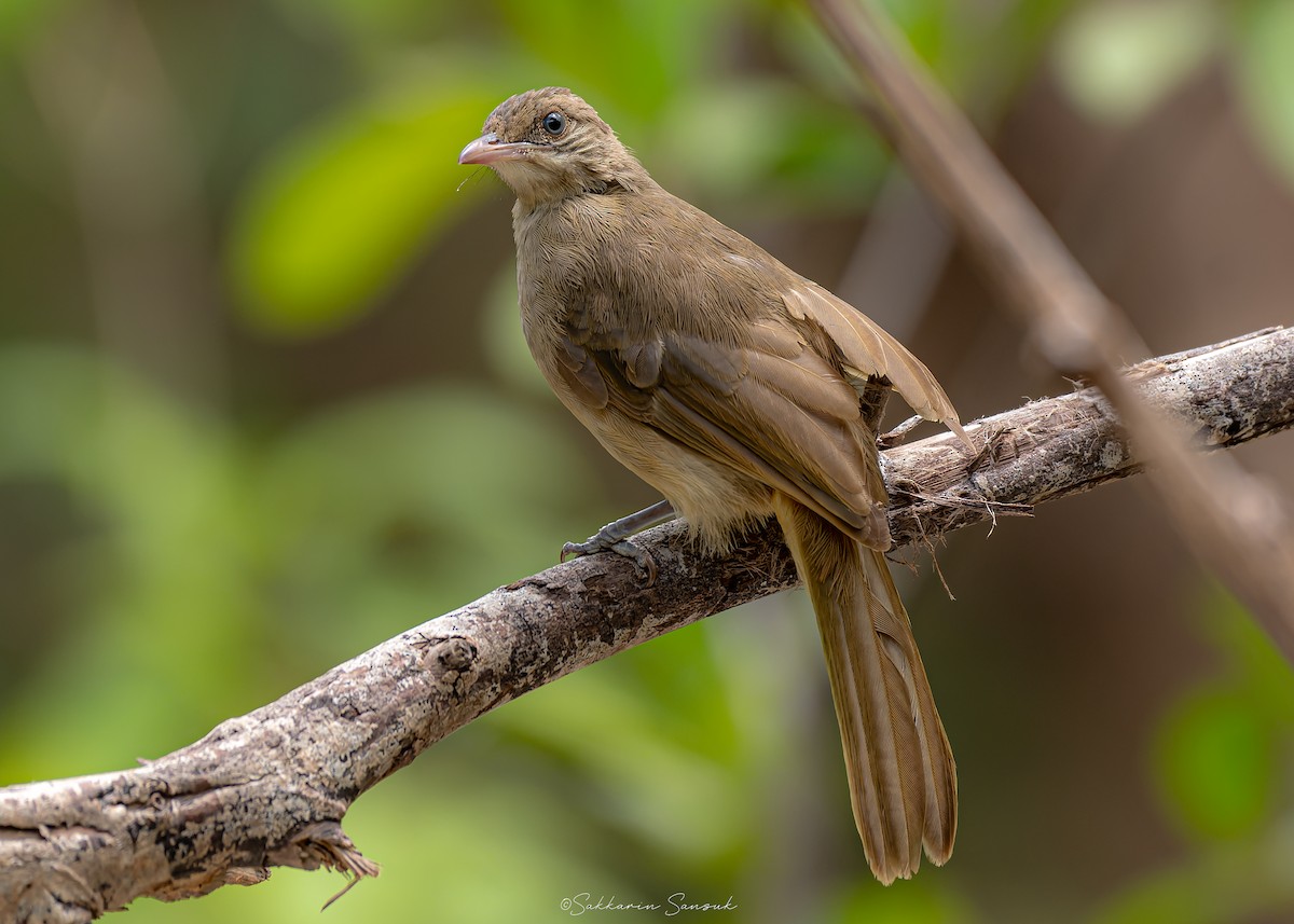 Streak-eared Bulbul - ML639974985