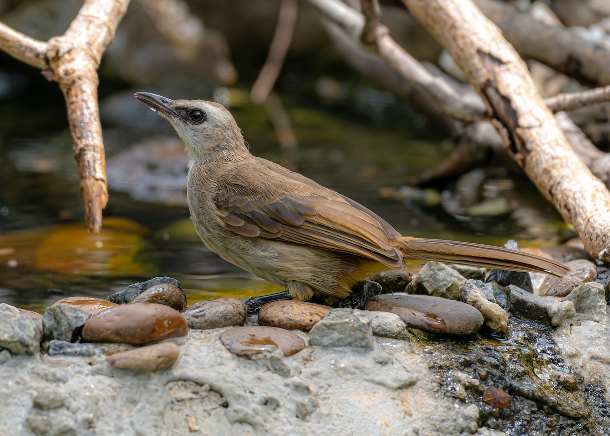 Yellow-vented Bulbul - ML639974986
