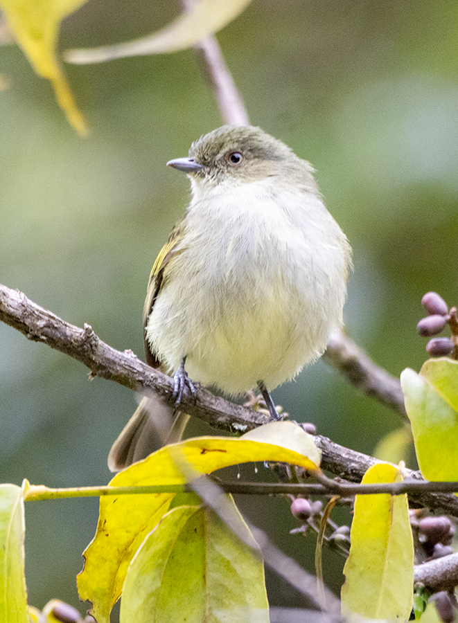 Bolivian Tyrannulet - ML639974989