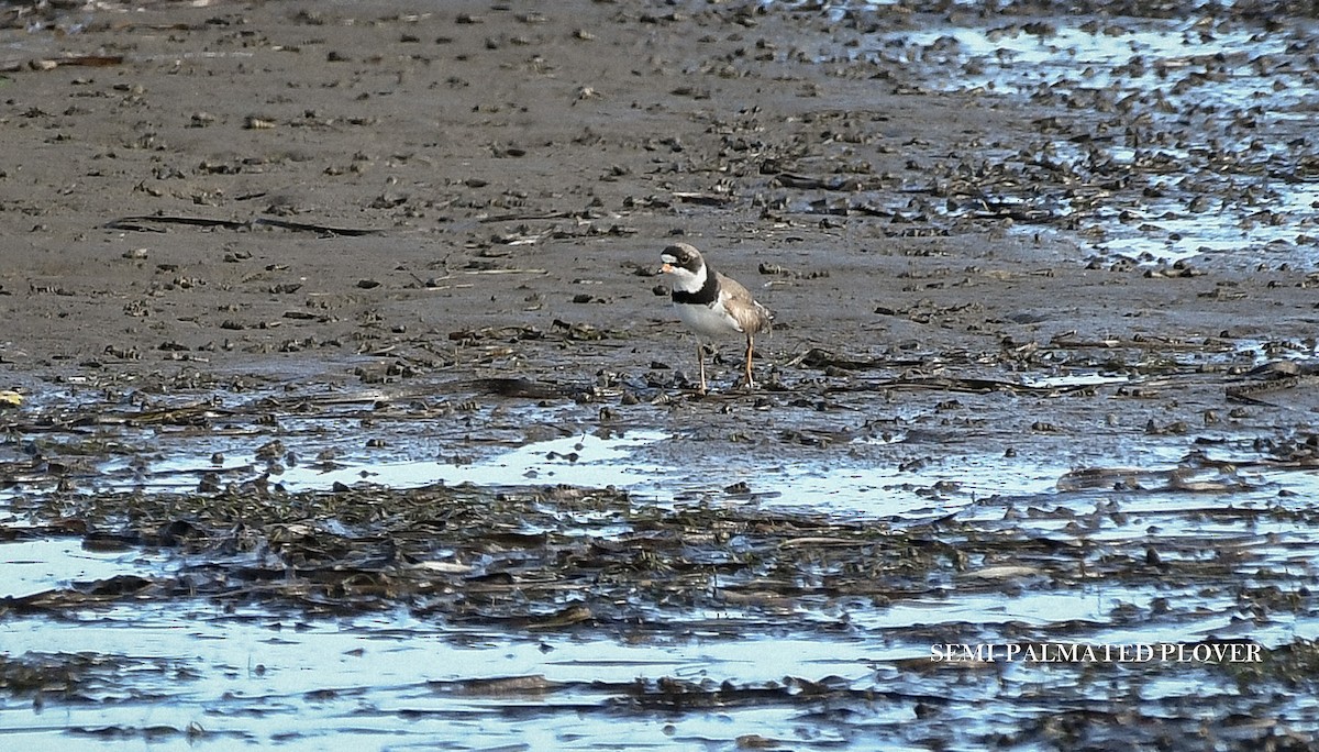 Semipalmated Plover - ML639974990