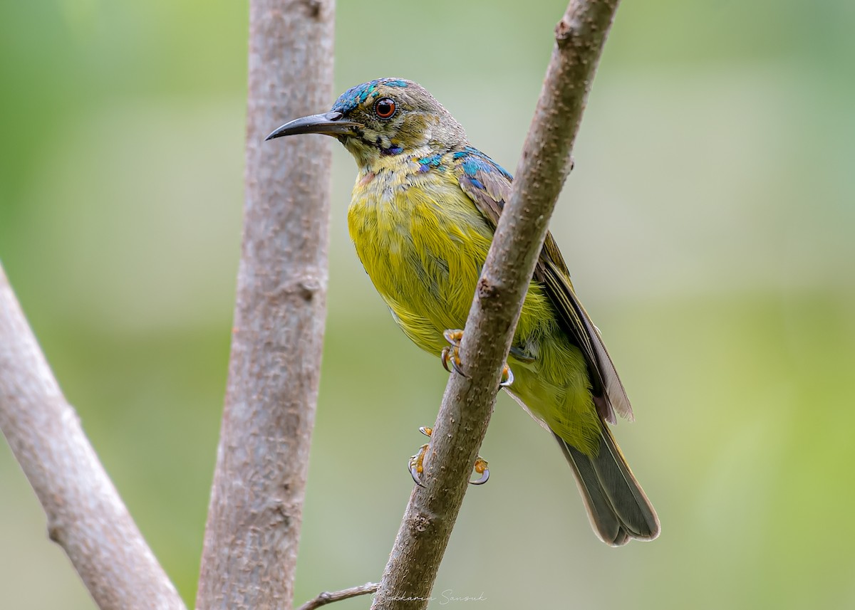 Brown-throated Sunbird - ML639974991