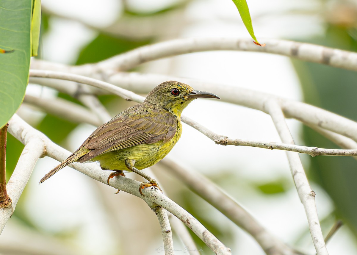 Brown-throated Sunbird - ML639974992