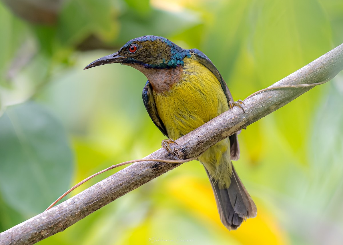 Brown-throated Sunbird - ML639974993