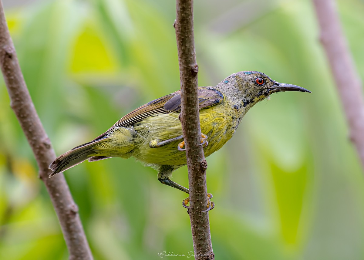 Brown-throated Sunbird - ML639974994
