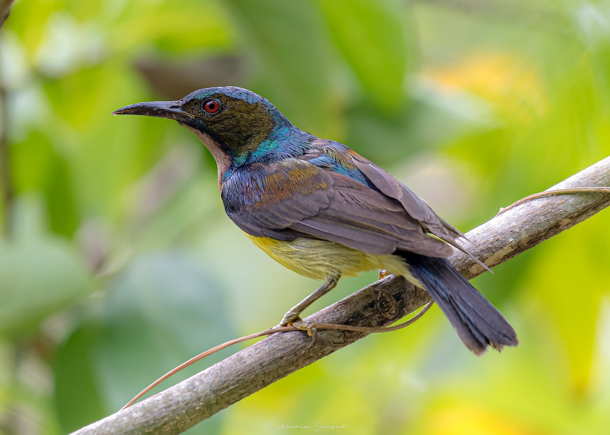 Brown-throated Sunbird - ML639974995