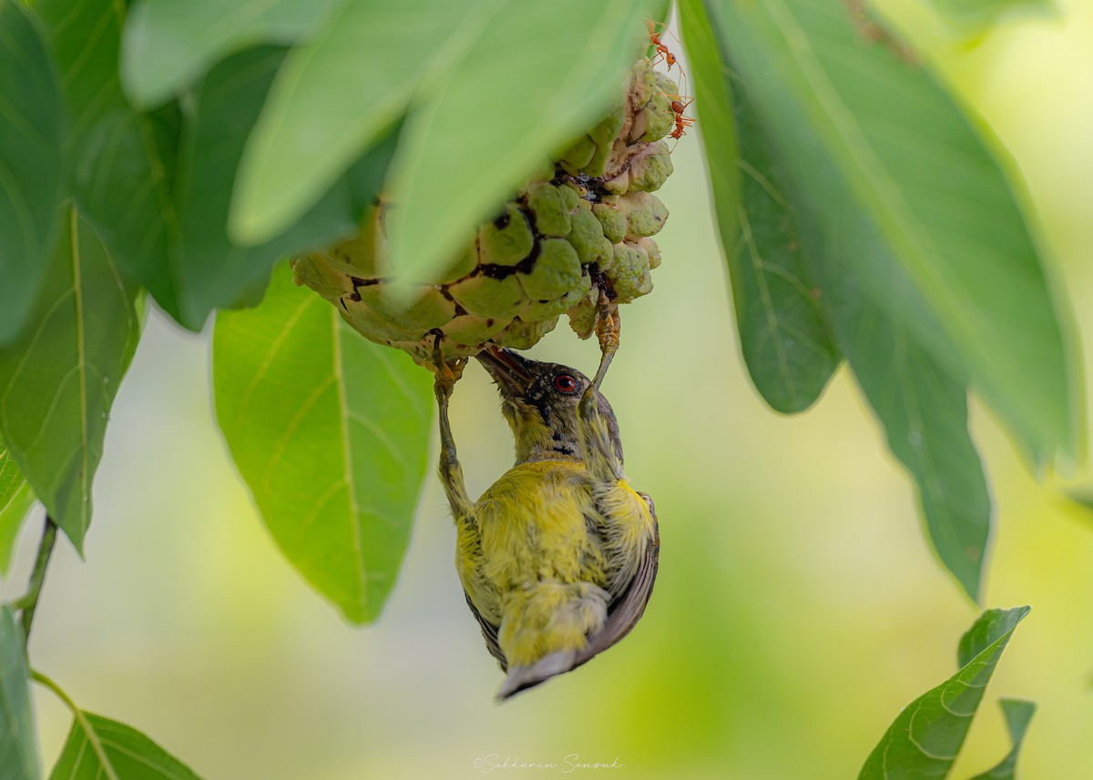 Brown-throated Sunbird - ML639974998