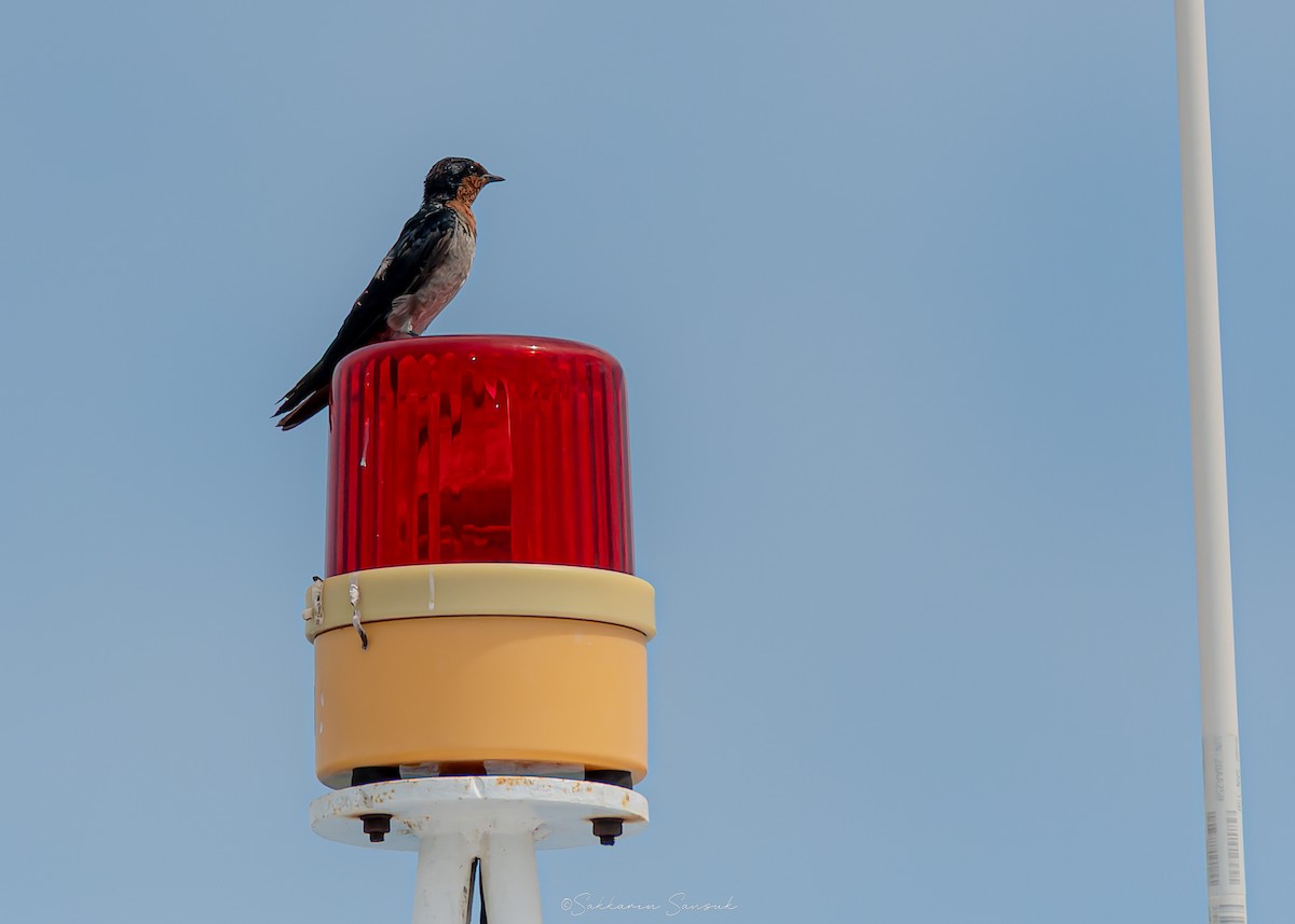Pacific Swallow - ML639975001