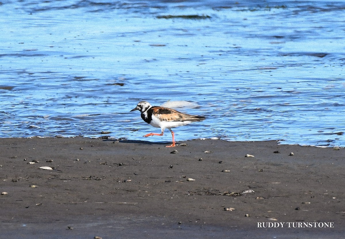 Ruddy Turnstone - ML639975002