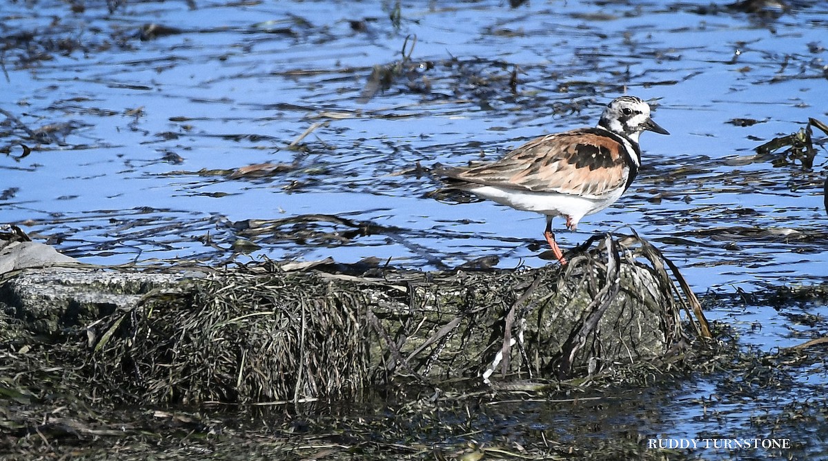 Ruddy Turnstone - ML639975003