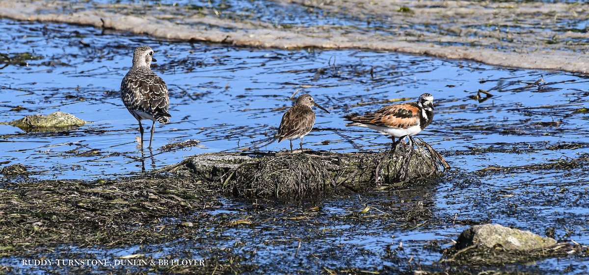 Ruddy Turnstone - ML639975004