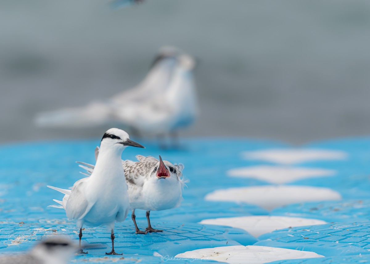 Black-naped Tern - ML639975026