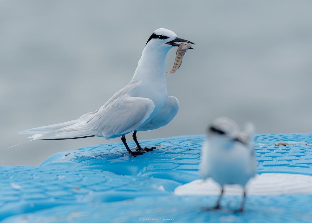 Black-naped Tern - ML639975027