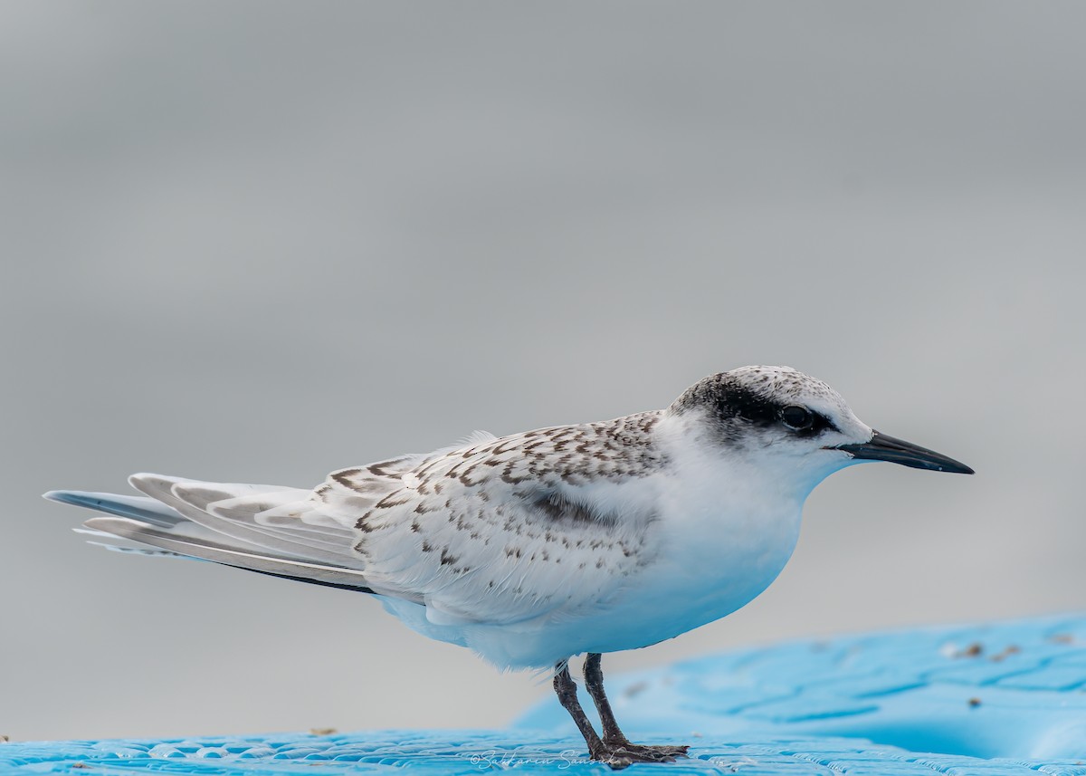 Black-naped Tern - ML639975028