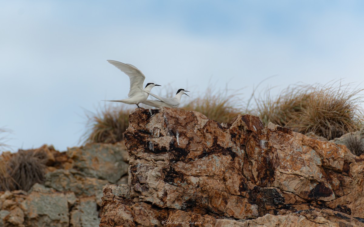 Black-naped Tern - ML639975029