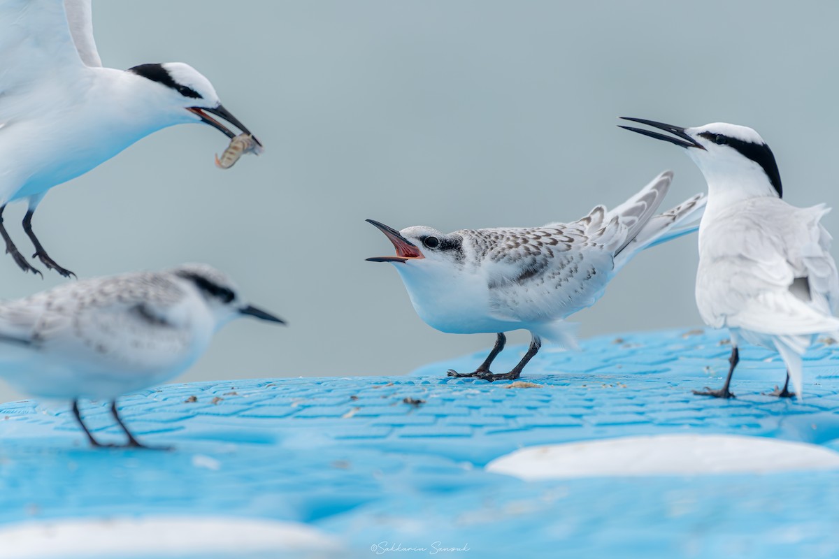Black-naped Tern - ML639975030