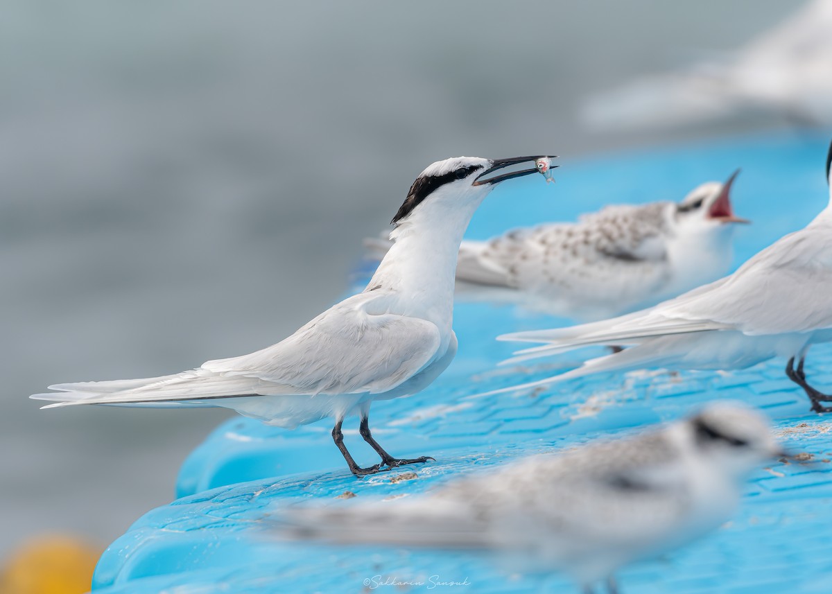 Black-naped Tern - ML639975031
