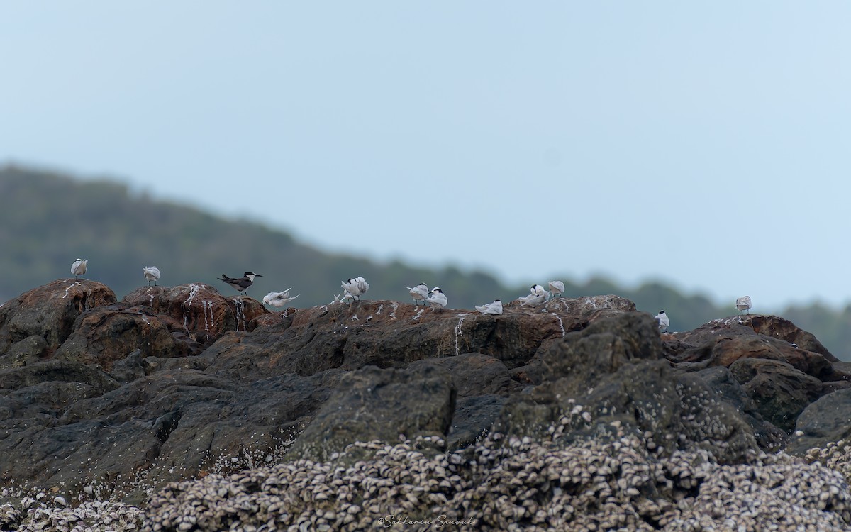 Bridled Tern - ML639975041