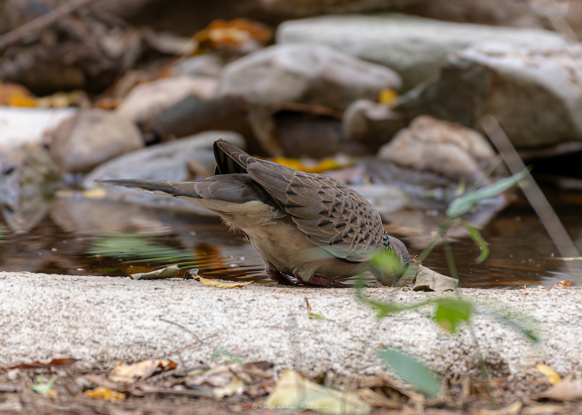 Spotted Dove - ML639975050