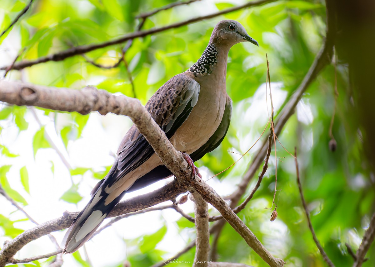 Spotted Dove - ML639975051