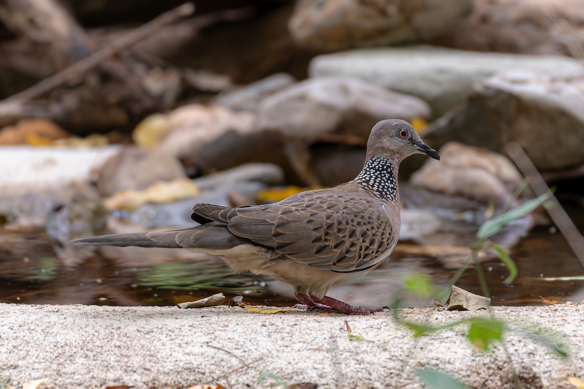 Spotted Dove - ML639975052