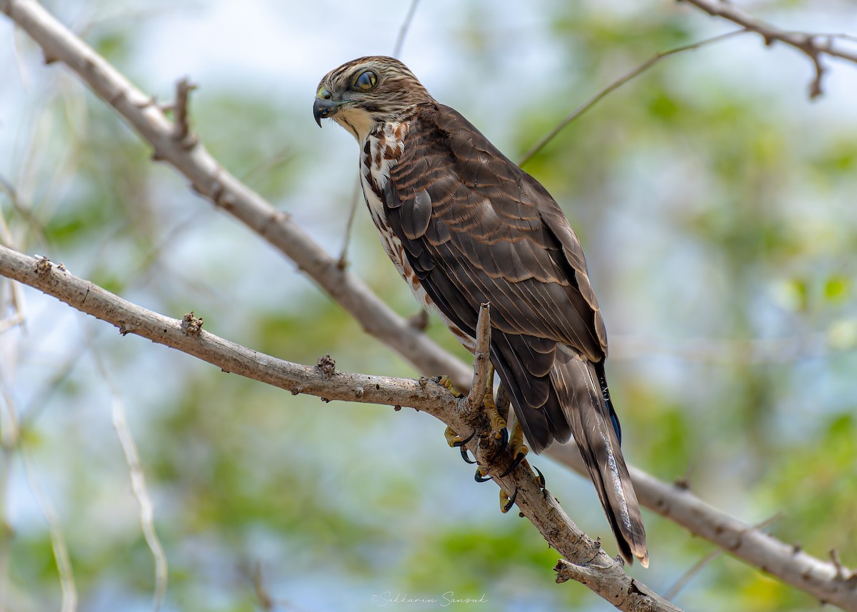Shikra - ML639975057