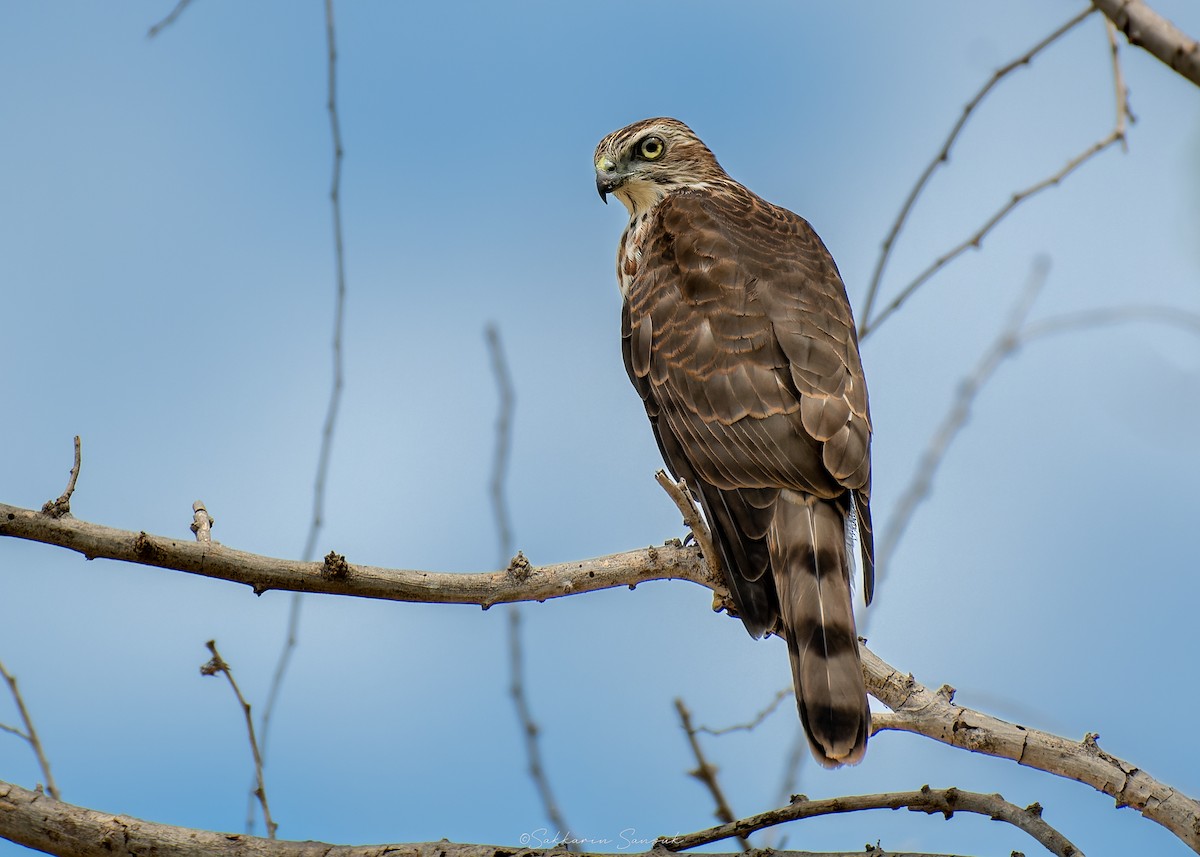 Shikra - ML639975058