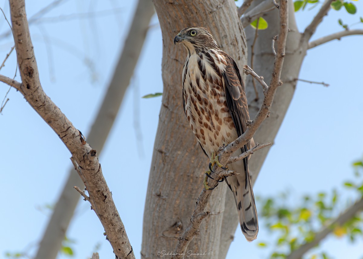 Shikra - ML639975059