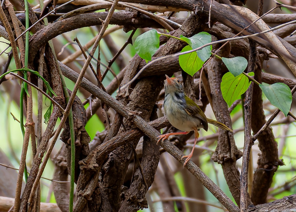 Common Tailorbird - ML639975062