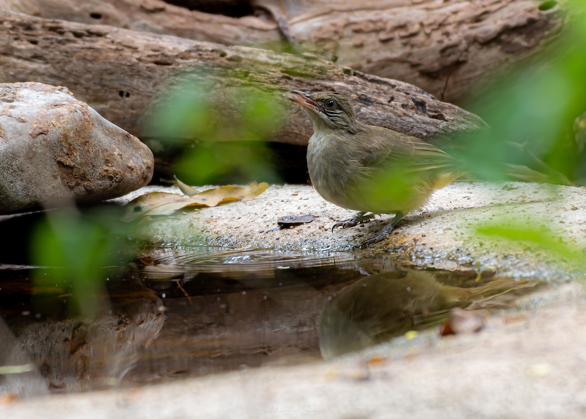 Streak-eared Bulbul - ML639975066