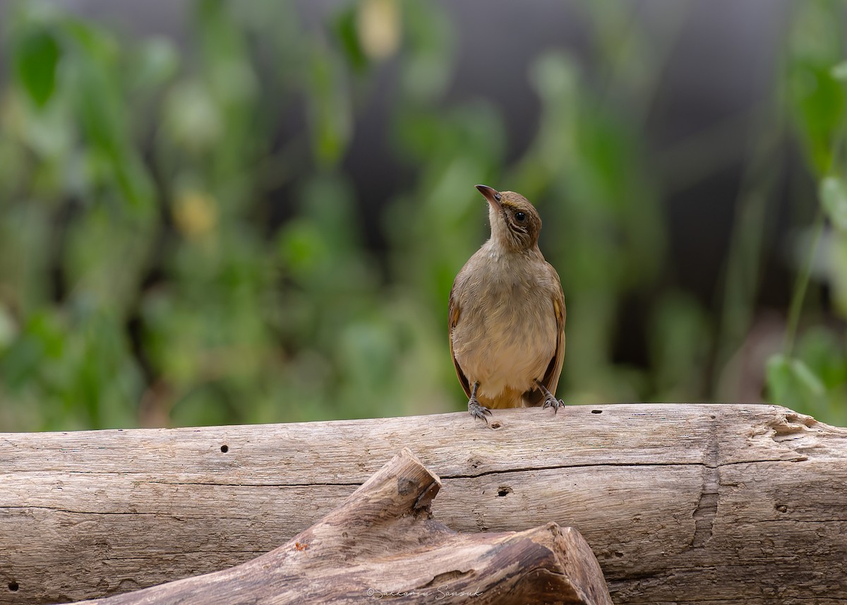 Streak-eared Bulbul - ML639975067