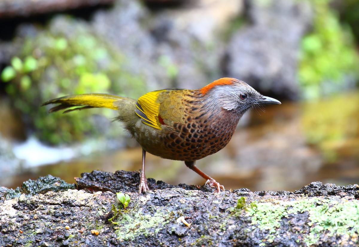 Assam Laughingthrush - ML639975102