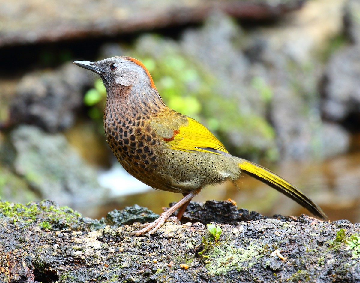 Assam Laughingthrush - ML639975109