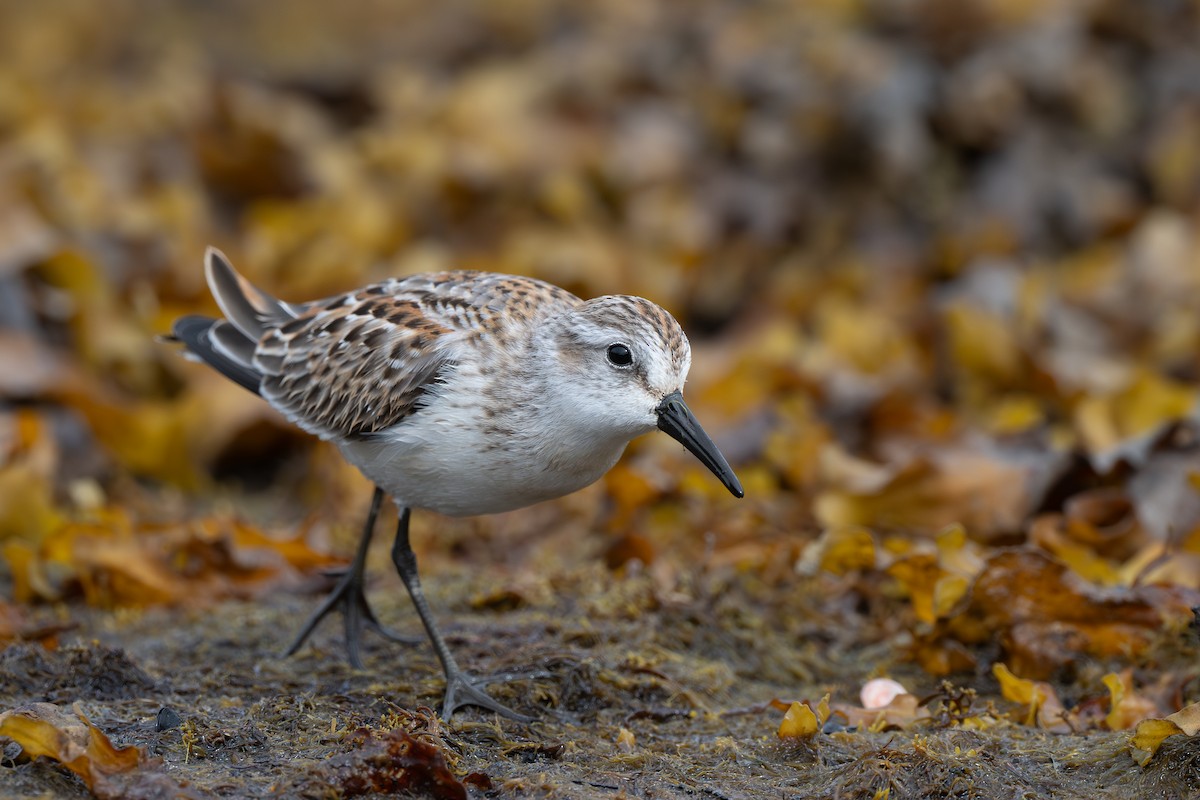 Western Sandpiper - ML639975167