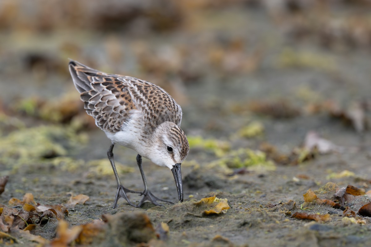 Western Sandpiper - ML639975168
