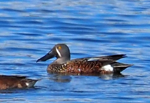 Canard bridé - ML639975186