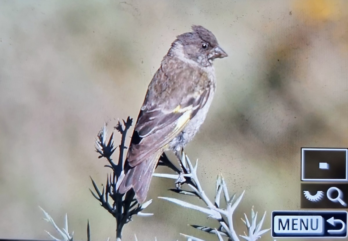 Thick-billed Siskin - ML639975189