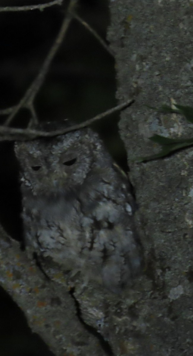 Flammulated Owl - ML639975192
