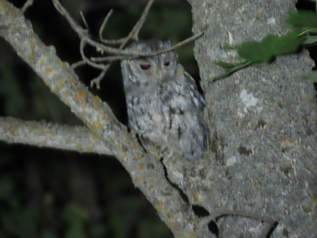 Flammulated Owl - ML639975193