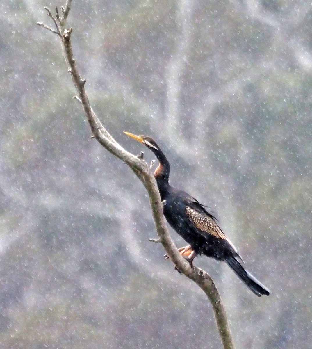 Anhinga d'Australie - ML639975215