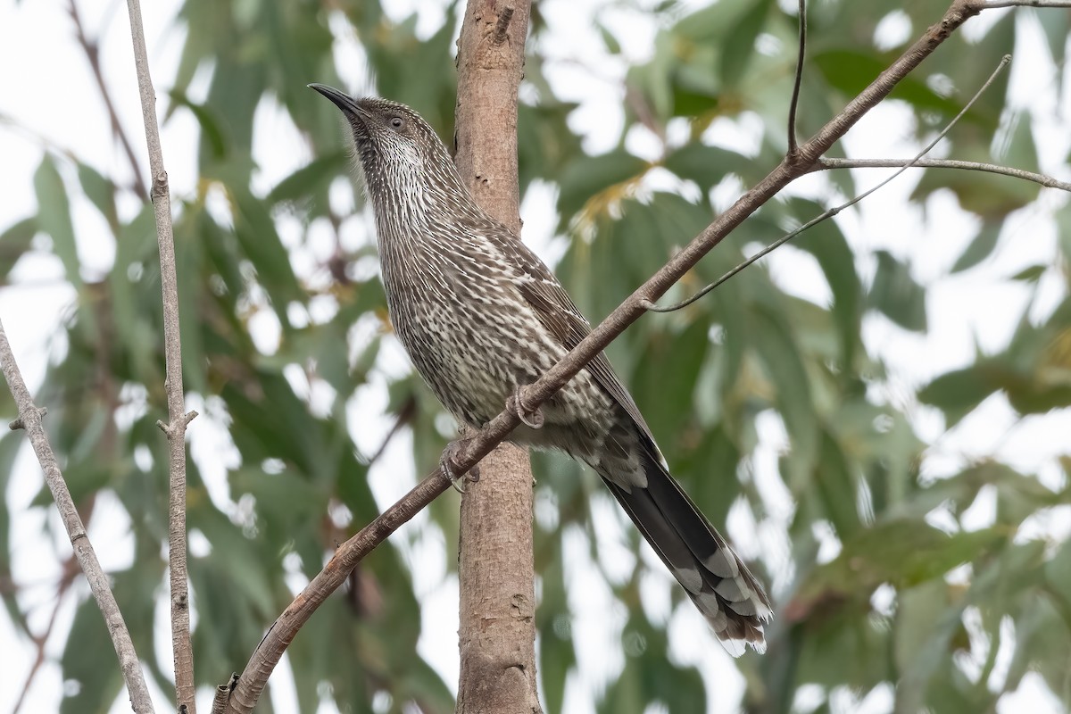 Little Wattlebird - ML639975242