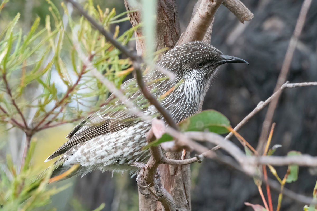 Little Wattlebird - ML639975243